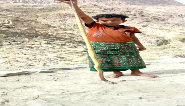شاب من أبناء مديرية سرار يافع يقتل ثعبان ضخم