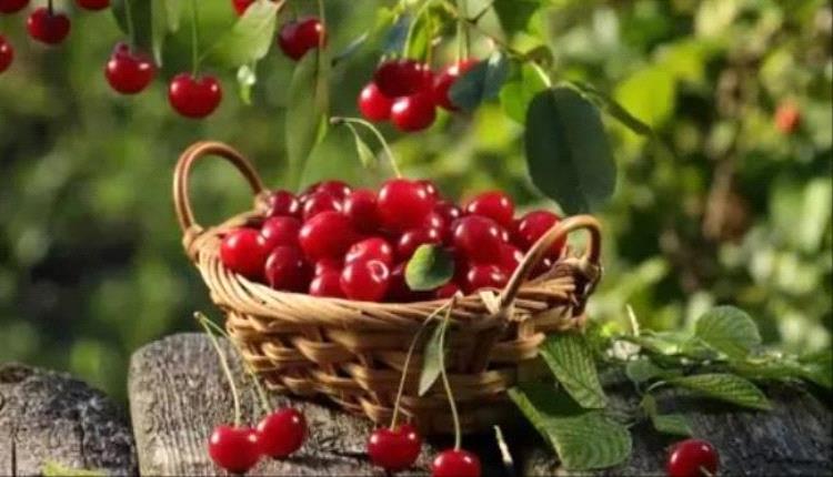 فوائد صحية عديدة للكرز اطلع عليها