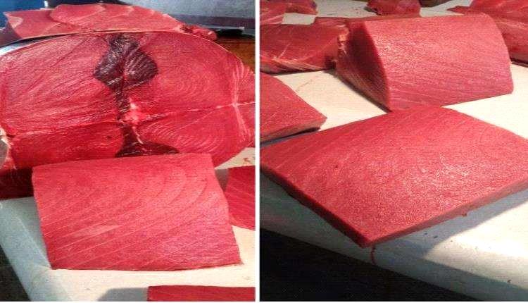 أسعار الأسماك اليوم الجمعة فى عدن 31 اكتوبر 2025م