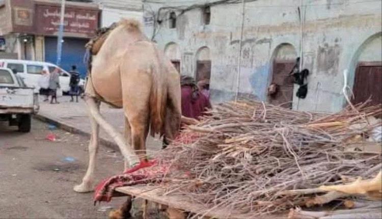 عودة نشاط بائعي الحطب في العاصمة عدن بسبب أزمة الغاز المنزلي