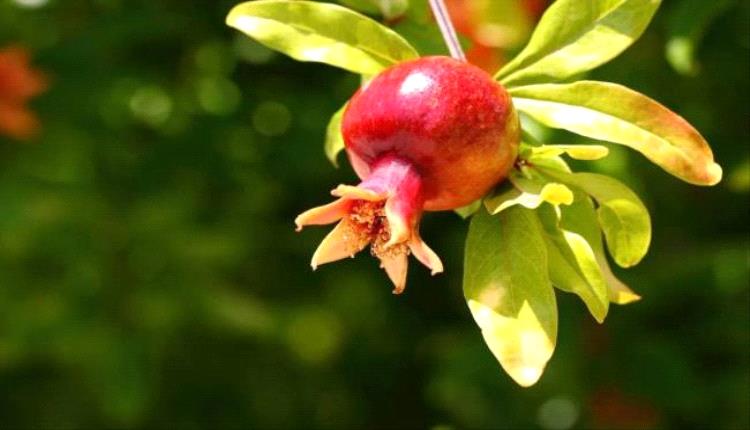 مركّب من أوراق الرمان يذيب ترسّبات خطيرة بالجسم