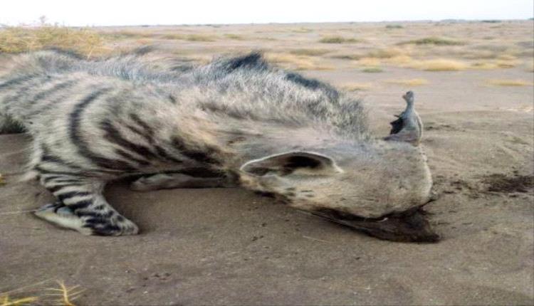 مقتل ضبع أثار الذعر بين سكان الخوخة