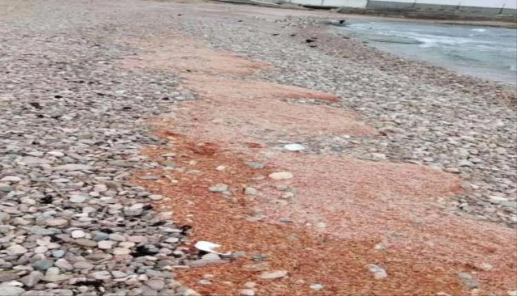 تيارات بحرية تجرف كميات من الجمبري من ساحل المكلا..