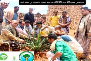 برعاية محافظ سقطرى.. فعالية لزراعة الأشجار في دكسم احتفاءً باليوم العالمي للغابات