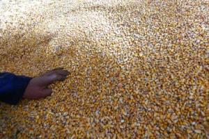 إغلاق هرمز يهدد سلاسل إمداد الحبوب عالمياً..